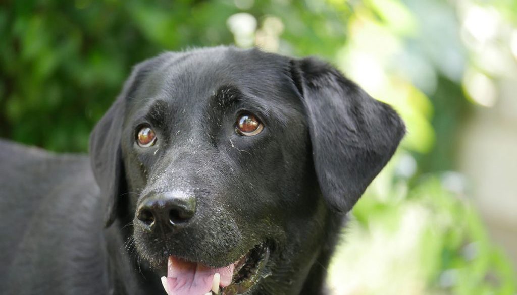 Hund gestorben_A Freind fias Leben